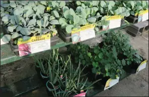  ??  ?? Cool-season vegetable transplant­s begin showing up in garden centers and nurseries in August.