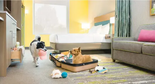  ?? HILTON ?? Dogs stay at a Hilton, which offers free support for pet owners with their Mars PET On-demand service.