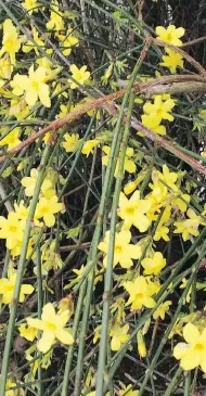  ??  ?? Smothered in cheery yellow blooms, Winter Jasmine is sure to brighten the darkest winter days.