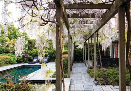  ??  ?? ABOVE The wisteria walk was designed to link the front and back gardens. “It frames and balances the garden,” says Scott, “and forms a beautiful backdrop for the pool area.” It’s white Japanese wisteria, Wisteria floribunda ‘Alba’, which has longer...