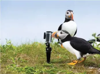  ??  ?? CONNECTING WITH NATURE
HONOURABLE MENTION Harold Feiertag
Kingston, Ont. Retired, 71 Puffin, with Camera
Elliston, N.L. Midday, July 2016