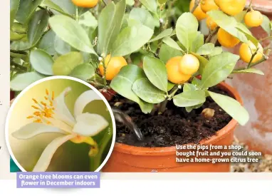  ??  ?? Orange tree blooms can even flower in December indoors Use the pips from a shopbought fruit and you could soon have a home-grown citrus tree