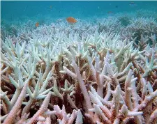  ??  ?? Coralli «sbiancati» al largo di Keppel Island, nel Queensland australian­o