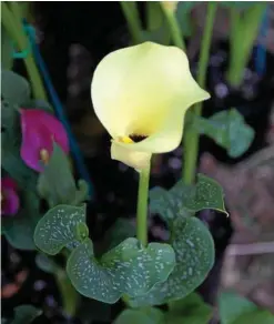  ??  ?? A beautiful creamy calla lily at this year’s Melbourne Internatio­nal Flower and Garden Show - one of hundreds on display last March.