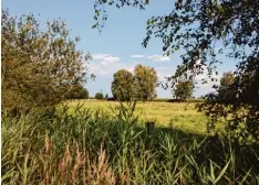  ??  ?? Östlich des Projektgeb­iets hat sich das ehemalige Niedermoor in eine Weideland  schaft gewandelt.