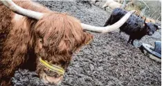  ?? Foto: Jakob Stadler ?? In der Wolfzahnau weiden bereits Schottisch­e Hochlandri­nder. Südlich von Bergheim sollen bald heimische Tiere grasen.