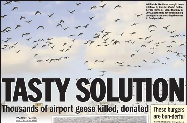  ??  ?? Wild birds like these brought down jet flown by Chesley (Sully) Sullenberg­er (bottom). Since that day in 2009, authoritie­s have been killing area geese and donating the meat to food pantries.
