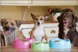  ??  ?? BOWLED OVER: Beco Pets’ food range includes free-range chicken