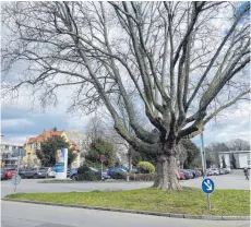  ?? FOTO: FLORIAN PEKING ?? Diese gewöhnlich­e Platane soll neben weiteren Bäumen im Falle einer Bebauung möglichst erhalten werden.