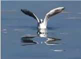  ??  ?? GAZA: A seagull flaps its wings as it sits on the water in the port of Gaza City. — AFP