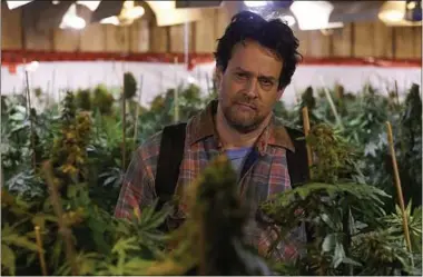  ??  ?? Des centaines de plants en tissu de faux cannabis ont été créés pour ce long-métrage canadien.