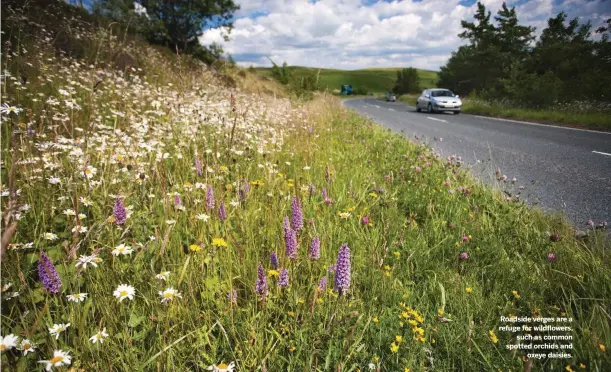  ??  ?? Roadside verges are a refuge for wildflower­s, such as common spotted orchids and oxeye daisies.