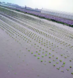  ?? Campi allagati ?? L’insalata che «annega» a causa delle abbondanti piogge e grandinate di questi giorni. Persi anche ortaggi, fieno, mais, pomodori e girasoli