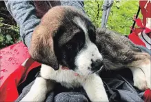  ?? ADRIAN WALTON THE CANADIAN PRESS ?? Two St. Bernard-cross puppies are safe and warm after being rescued from the side of a cliff in a rural area of British Columbia's Fraser Valley.