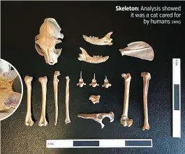  ?? SWNS ?? Skeleton: Analysis showed it was a cat cared for by humans