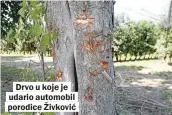  ??  ?? Drvo u koje je udario automobil porodice Živković