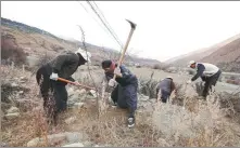  ?? SHEN BOHAN / XINHUA ?? Tibetan villagers plant genque tree seedlings on a slope in Dawu county, Garze prefecture, Sichuan province, on March 12.