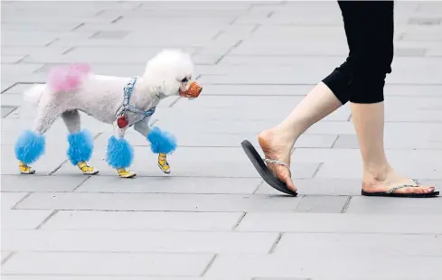  ?? REUTERS ?? A six-year-old female poodle named Luisa who has dyed fur, walks with her owner in Beijing. The owner said it cost her around $80-90 to dye her dog’s fur.