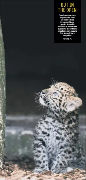  ??  ?? One of two male Amur leopard cubs, from the world’s most threatened big cat species, leaves his enclosure as he ventures outside for the first time since being born on June 25 at Marwell Zoo in Hampshire.