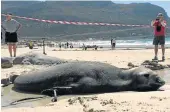  ?? BARBARA HOLLANDS Pictures: ?? REAL SEAL: Mdantsane-born sand sculptor Michael Myekwa, 36, has Capetonian­s enthralled as he sculpts live elephant seal Buffel (right) on Fish Hoek beach this week.