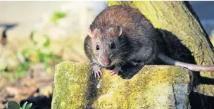  ?? RSPB ?? Brown rat