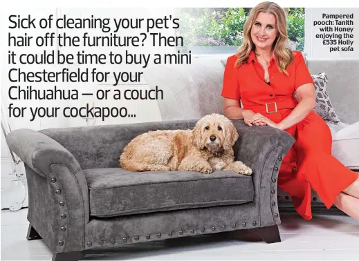  ?? Pictures: DAMIEN MCFADDEN. Hair and make-up: DESMOND GRUNDY ?? Pampered pooch: Tanith with Honey enjoying the £535 Holly pet sofa