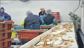  ?? CHRIS SHANNON/TC MEDIA ?? Employees at Louisbourg Seafoods Ltd. separate snow crab on conveyor belts at the plant. The company is lobbying the federal government for a piece of the Arctic surf clam fishery.