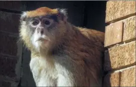  ?? MARK HERTZBERG — THE JOURNAL TIMES VIA AP, FILE ?? In this file photo, Julie, a patas monkey, rests in her cage at the Racine Zoo in Racine, Wis.