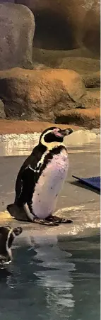  ??  ?? Humboldt Penguins in Veermata Jijabai Udyaan, Mumbai