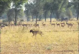  ?? HT PHOTO ?? Feral dogs are attacking chinkaras, blackbucks and other wild animals.