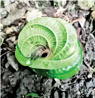  ??  ?? TUMBUHAN unik yang di temui di kawasan air terjun seolah-olah daun sirih.