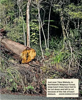  ?? JASON DORDAY/STUFF ?? Just near Tā ne Mahuta, in Northland’s Waipoua Forest, large kauri trees have had to be cut down and left to rot because of the risk of kauri dieback.