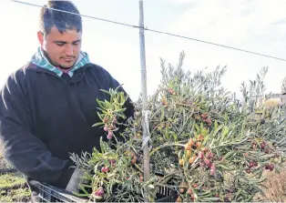  ?? RODRIGO GARCÍA - LA NUEVA. ?? sudoeste bonaerense se destinaron unas 3 mil hectáreas a la producción de aceitunas.