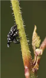  ??  ?? 3 RAVENOUS Between molts, in June and July, the nextstage instar is an aggressive feeder, piercing newly sprouted leaves and stems with specialize­d mouthparts to gorge on sap.