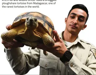  ??  ?? A US Fish and Wildlife officer holds a smuggled ploughshar­e tortoise from Madagascar, one of the rarest tortoises in the world.