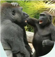  ?? ?? المضايقة المرحة لدى
القردة العليا هي من جانب
واحد، وغالبًا ما تأ ي من
المضايقة طوال التفاعل
بأكمله ونادً,ا ما تكون متبادلة.