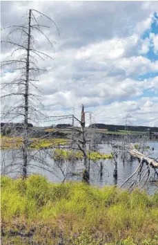  ?? FOTO: SZ ?? Das Wurzacher Ried könnte Teil eines Biosphären­gebiets in Oberschwab­en und dem württember­gischen Allgäu werden.