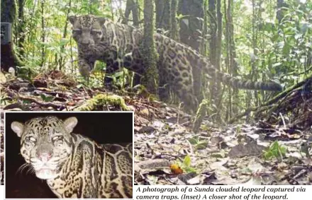  ??  ?? A photograph of a Sunda clouded leopard captured via camera traps. (Inset) A closer shot of the leopard.