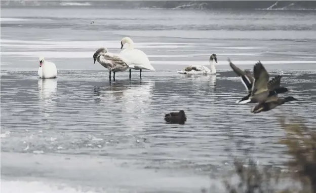  ??  ?? 0 Ducks and swans are perfectly adapted to survive in the cold weather, but the Scottish SPCA warns that humans are not