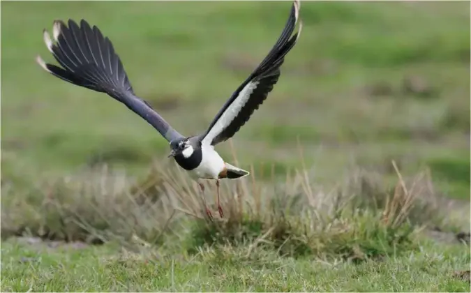  ?? NTB SCANPIX ?? Vipe er en sterkt truet art i Norge. Verken den eller annen truet natur blir vernet så lenge lokalpolit­ikere i praksis avgjør i sine enkeltvise arealplanl­egginger.