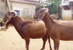  ??  ?? Kalahari Red goats