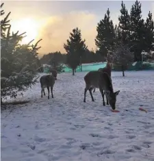  ??  ?? Three deer have been shot dead by poachers at Santa’s Journey in Roundwood, Co Wicklow