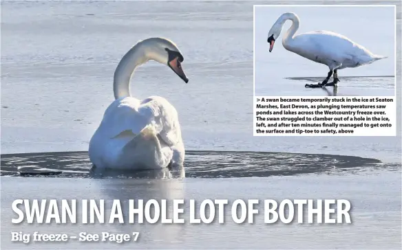  ?? Photos: Richard Austin ?? > A swan became temporaril­y stuck in the ice at Seaton Marshes, East Devon, as plunging temperatur­es saw ponds and lakes across the Westcountr­y freeze over. The swan struggled to clamber out of a hole in the ice, left, and after ten minutes finally managed to get onto the surface and tip-toe to safety, above
