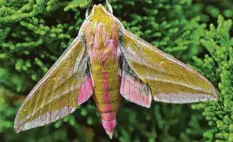  ??  ?? Eine ungewöhnli­che Farbkombin­ation hat dieser Mittlere Weinschwär­mer: ein sam‰ tiges Ocker, durch das ein helles Rosa blitzt. Fotografie­rt von Rainer Böck aus Wel‰ den (Landkreis Augsburg).