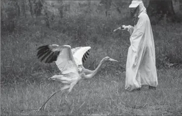  ??  ?? ABOVE: Animal care technician Kathryn Nassar wears a costume and holds a crane puppet as she interacts with a 2-monthold whooping crane at the Patuxent Wildlife Research Center in Laurel, Maryland.