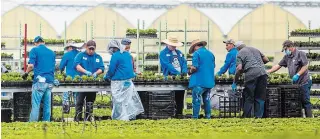  ?? BOB TYMCZYSZYN TORSTAR FILE PHOTO ?? Niagara farms, including this facility at Fourth Avenue in Lincoln, rely on migrant workers.