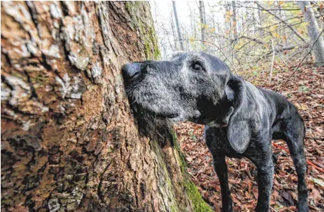  ?? FOTOS: THOMAS SIEDLER ?? „Such den Käfer!“: Rikas Nase ist auf den Asiatische­n Laubholzbo­ckkäfer spezialisi­ert.