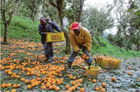  ?? Archivfoto: Franco Cufari/ANSA, dpa ?? Normalerwe­ise arbeiten viele Afrikaner auf den Orangenfar­men im Süden Italiens – und die Mafia verdient daran mit.