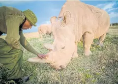  ?? AFP ?? A park ranger strokes the horn of the last female northern white rhino at Ol Pejeta Conservanc­y on Aug 21.
