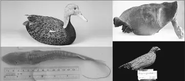  ?? — Global Wildlife Conservati­on photos ?? (Clockwise from top left) The Pink Headed Duck has remained elusive since it was last seen in 1949. • The Fernandina Galapagos tortoise was last seen alive 111 years ago. • The Himalayan Quail is the longest-missing species on the list. It was last...